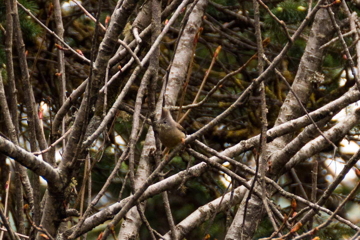 Stripe-throated Yuhina - ML199669511