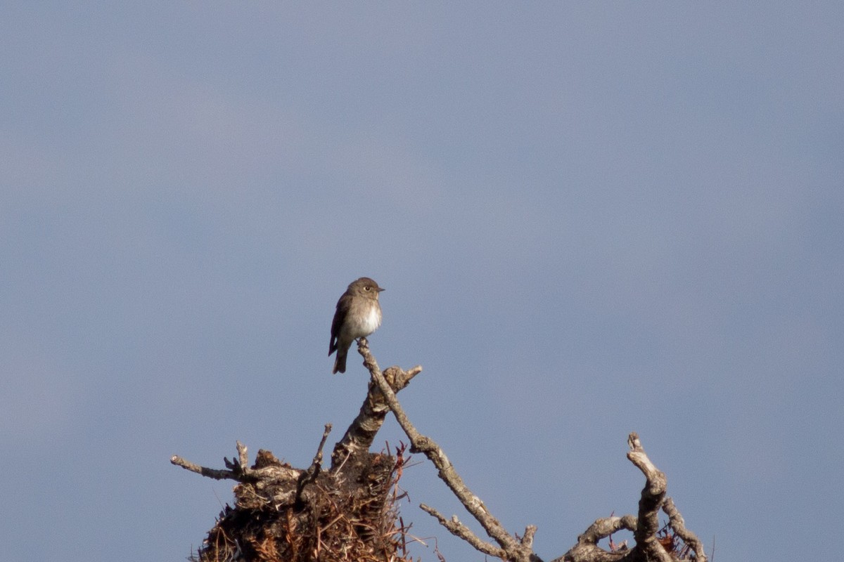 Dark-sided Flycatcher - ML199669701