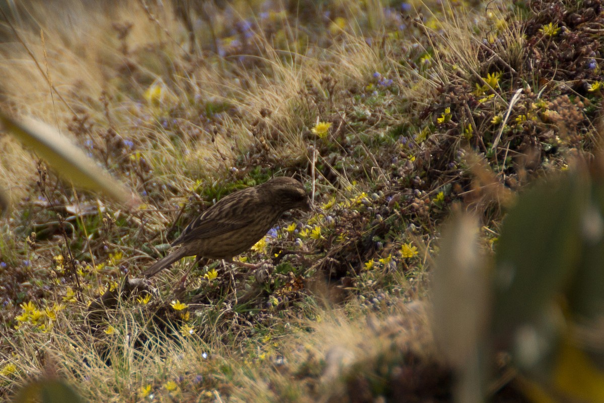 Pink-browed Rosefinch - ML199669761