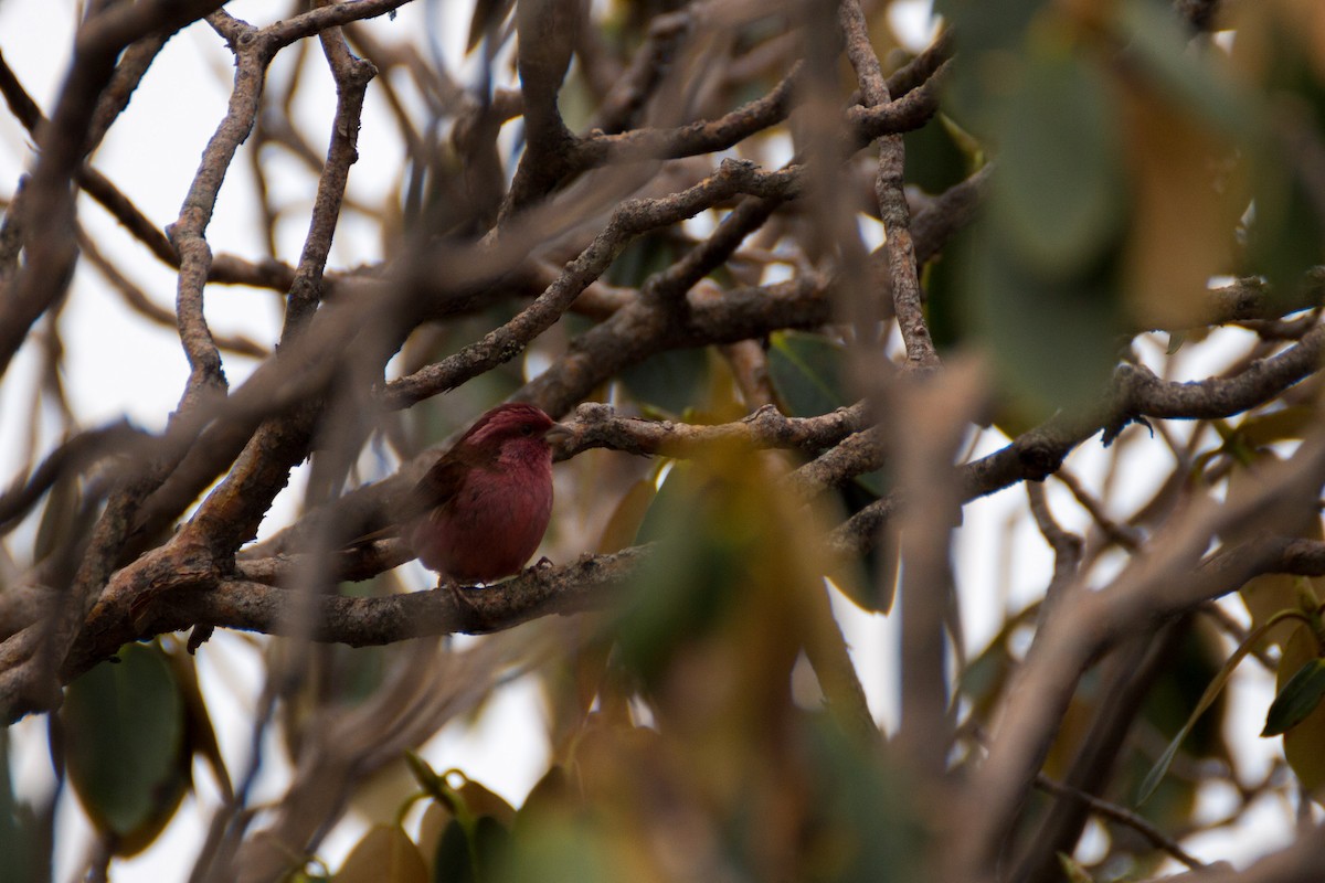 Pink-browed Rosefinch - ML199669781