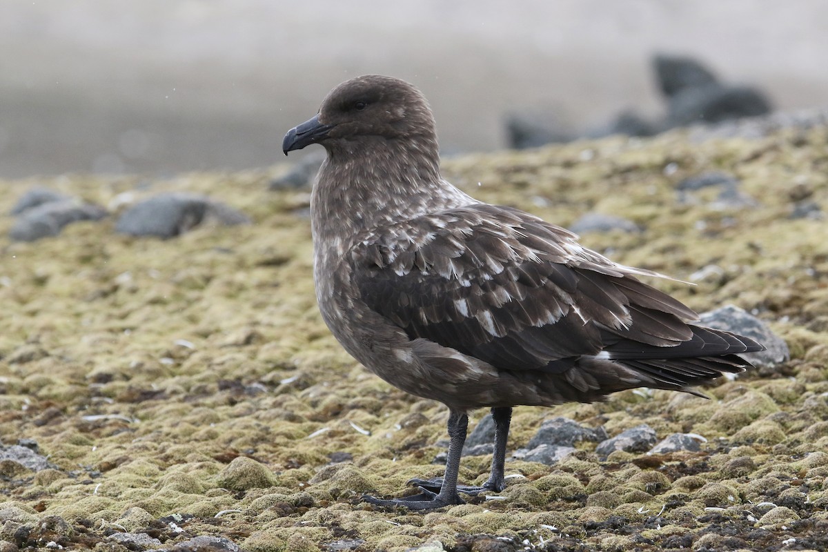 Brown Skua (Subantarctic) - ML199673021