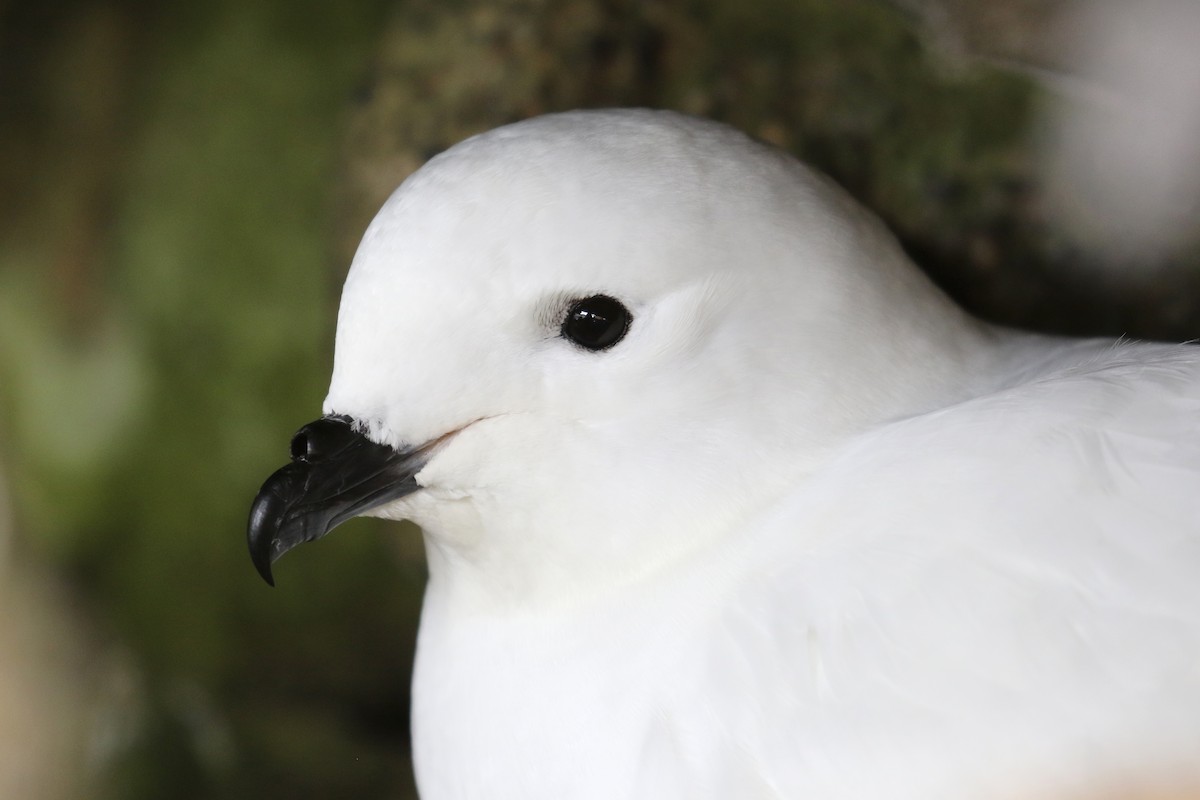 Snow Petrel - ML199673391