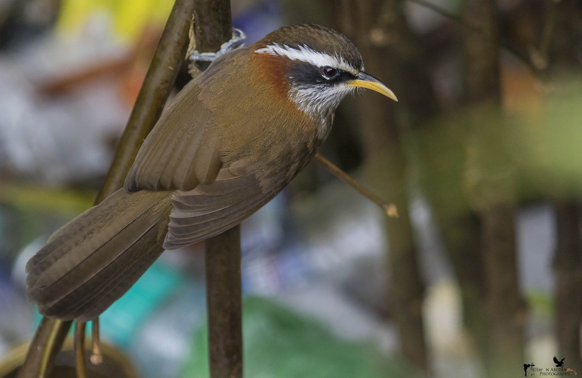 Streak-breasted Scimitar-Babbler - ML199673711