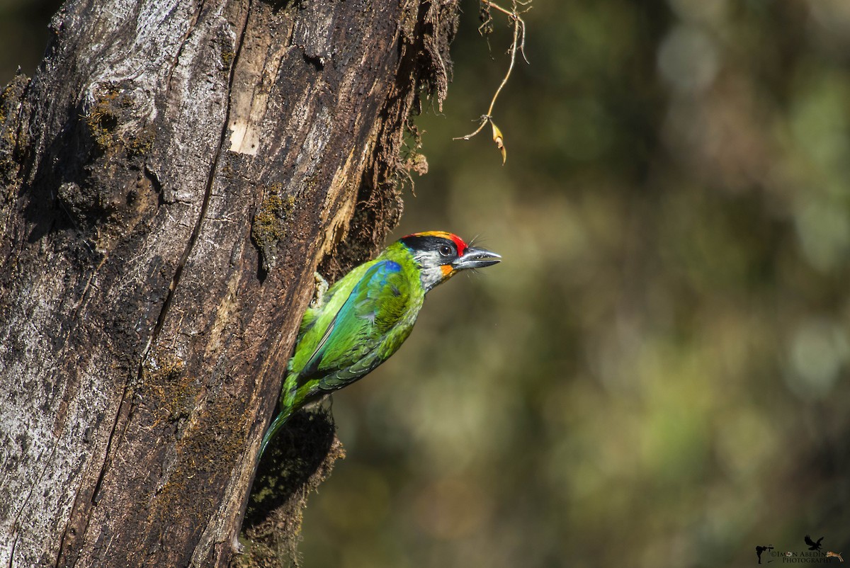 barbet žlutohrdlý - ML199673721