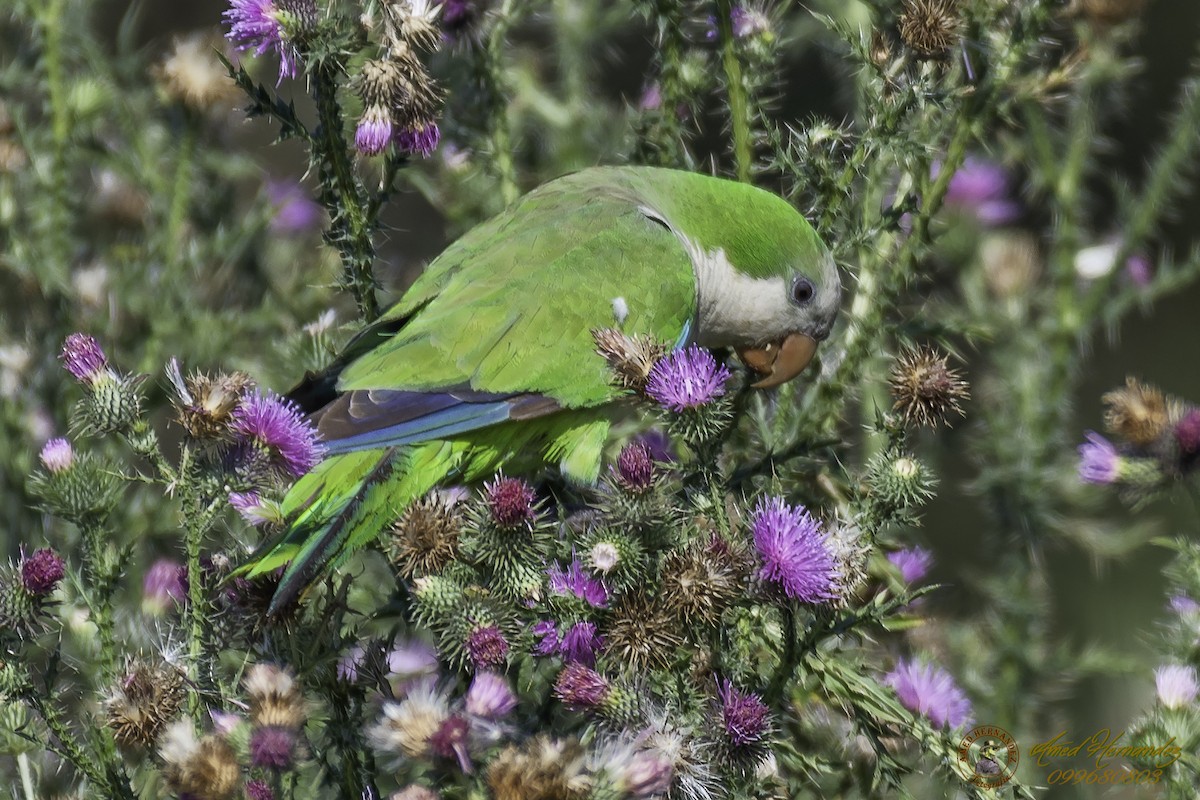 Monk Parakeet - Amed Hernández