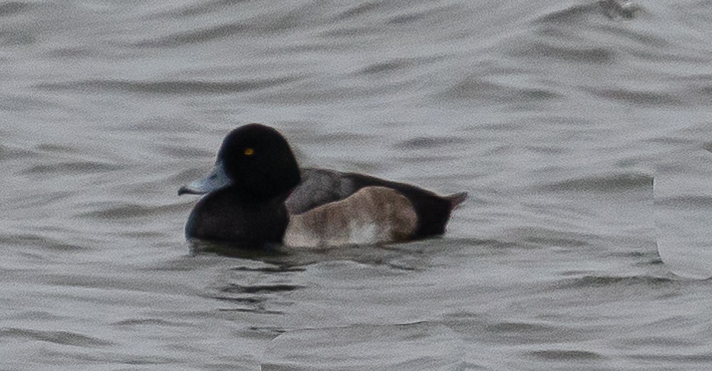 Greater Scaup - ML199676341