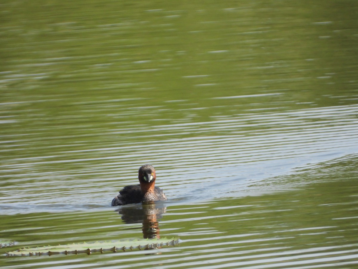 Little Grebe - ML199676731