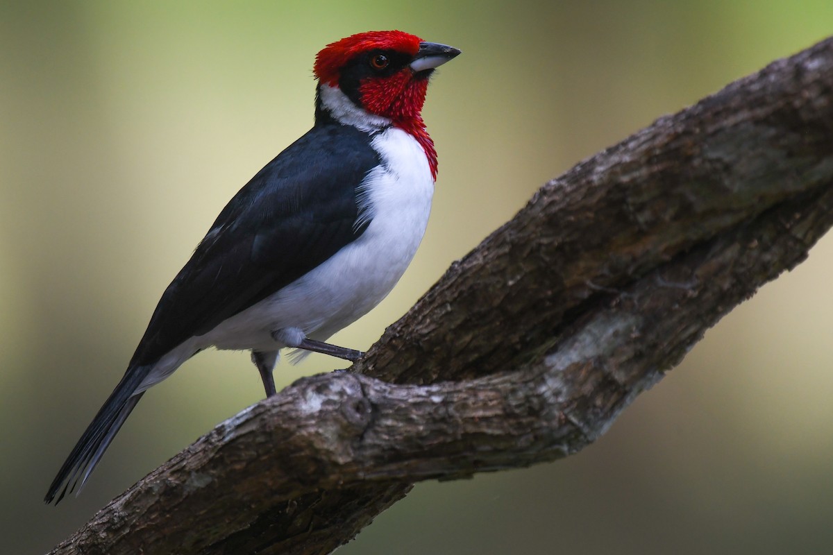 Masked Cardinal - ML199677671