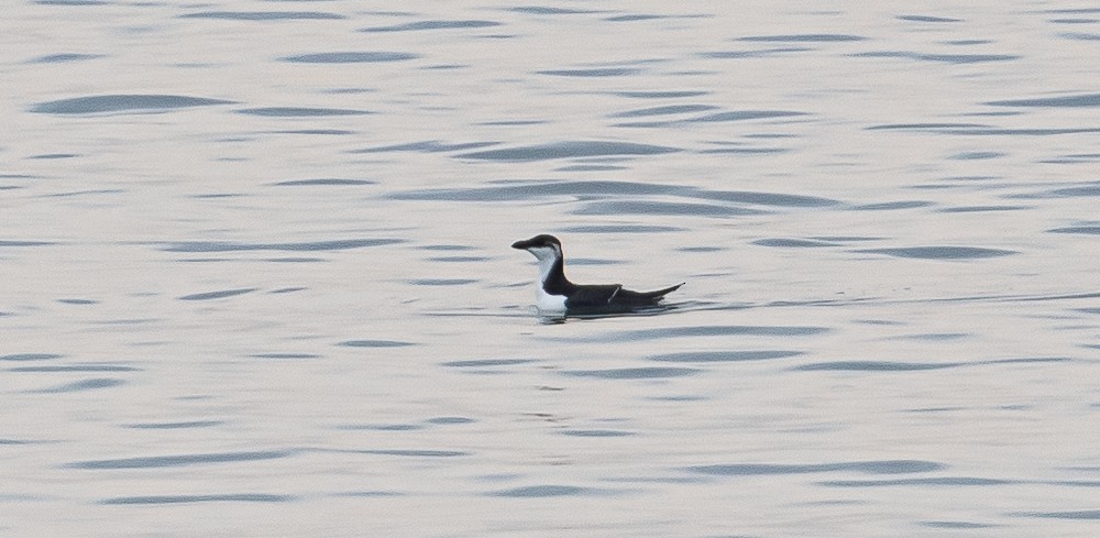 Razorbill - ML199679241