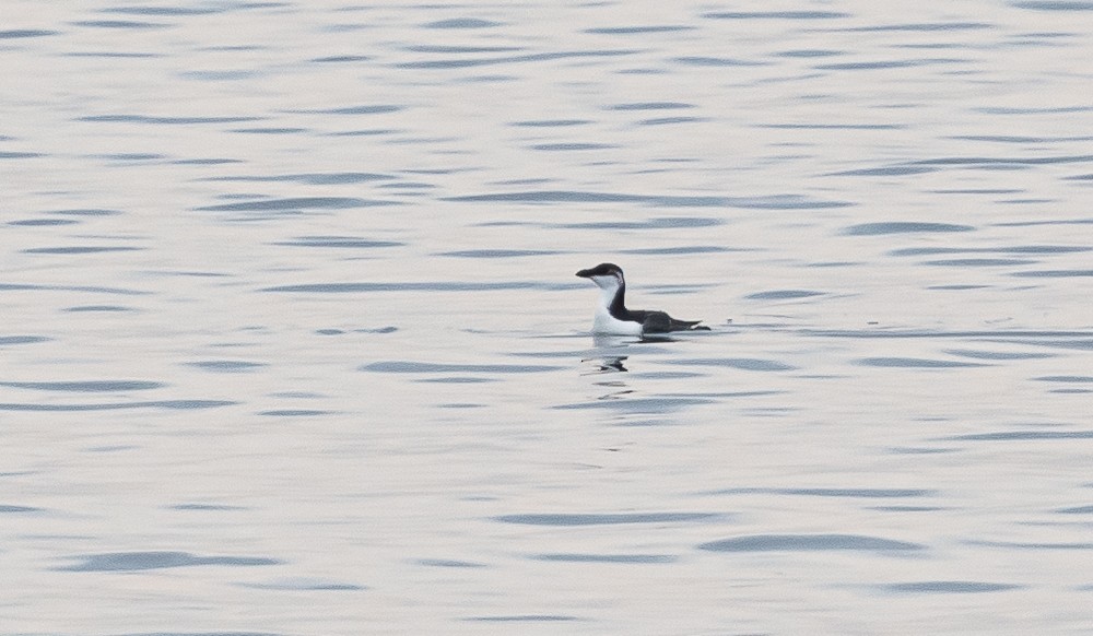 Razorbill - ML199679251