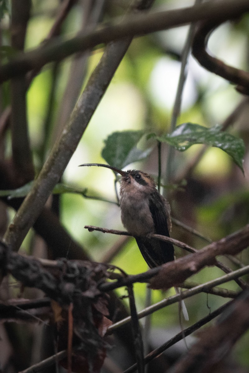 Long-billed Hermit - ML199680641