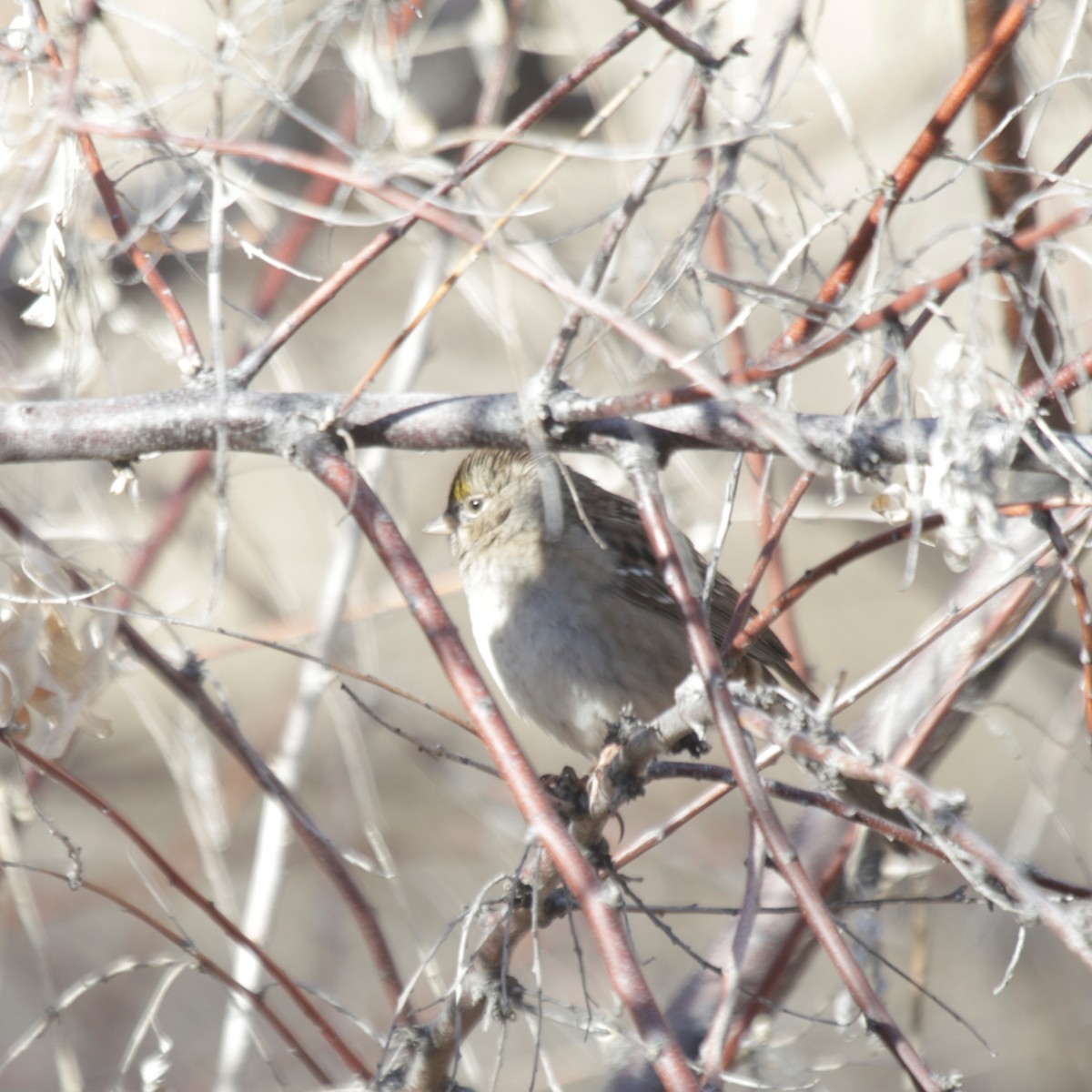 Golden-crowned Sparrow - ML199682641