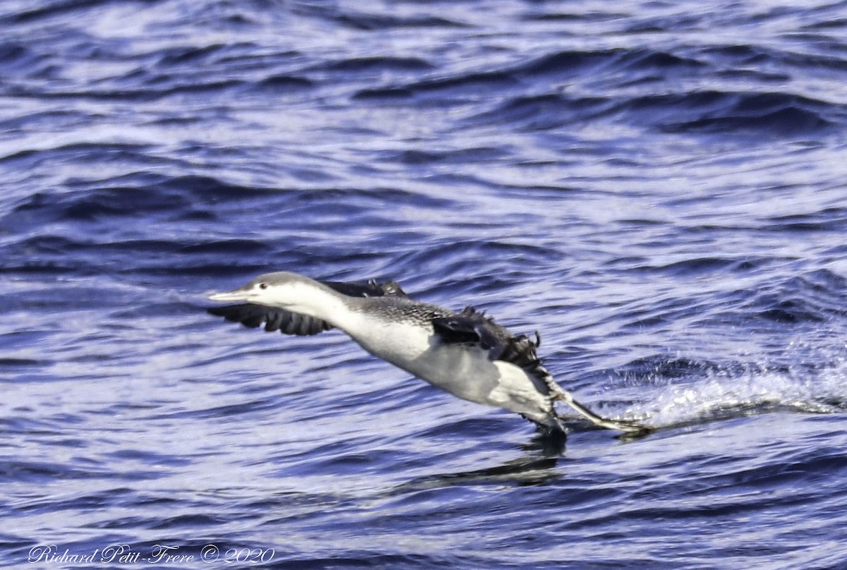 Red-throated Loon - ML199683021