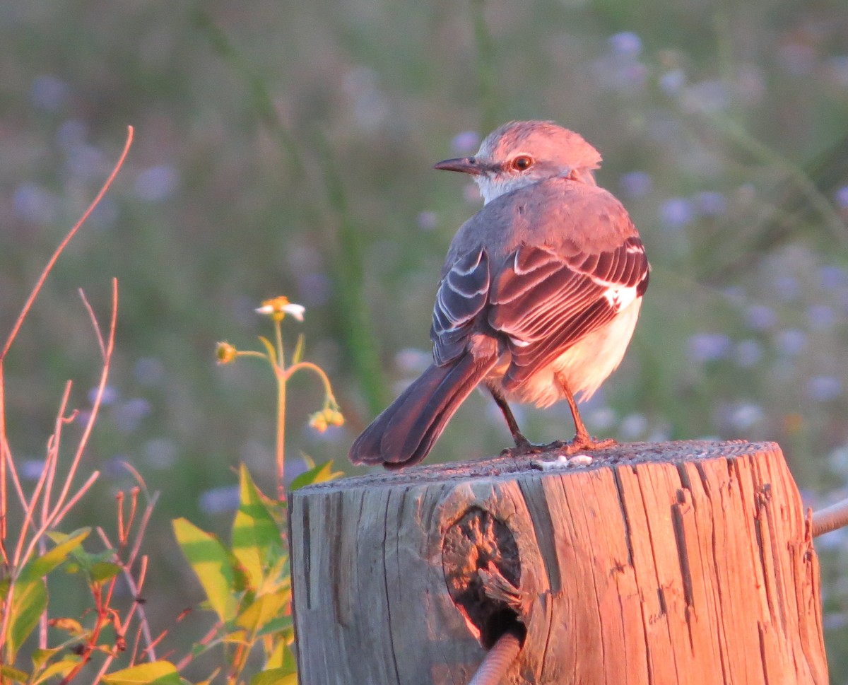 Northern Mockingbird - ML199684181