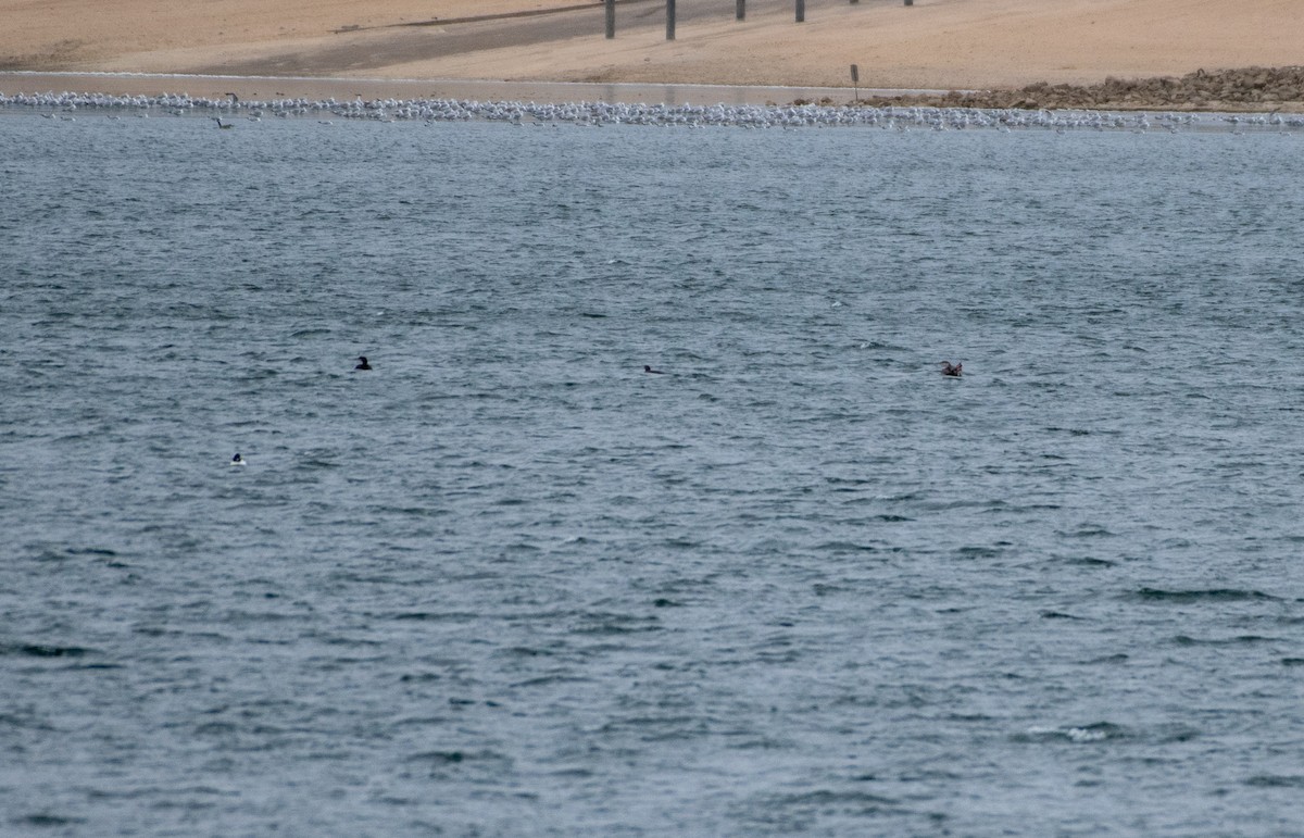 Yellow-billed Loon - ML199685971