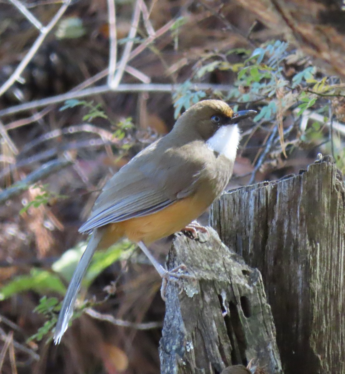 White-throated Laughingthrush - ML199691681