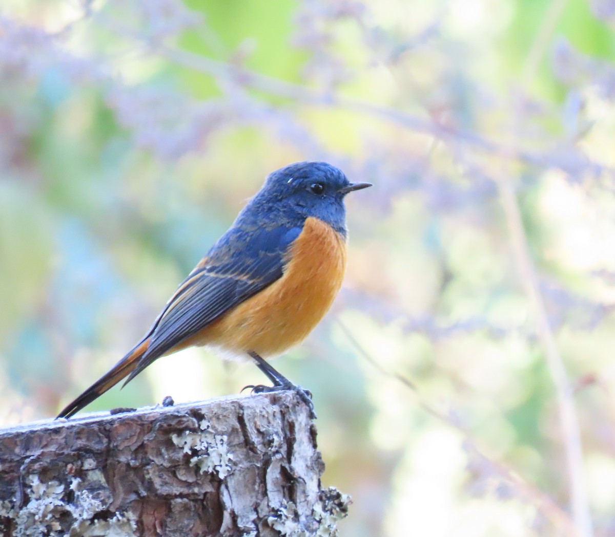 Blue-fronted Redstart - ML199691871