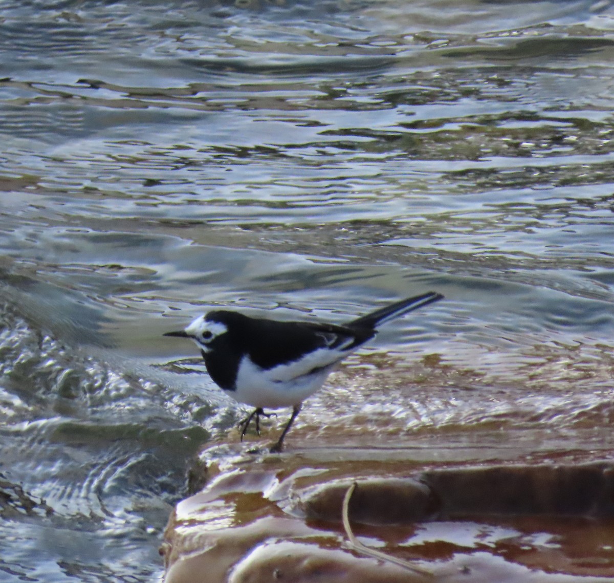 White Wagtail - ML199692041