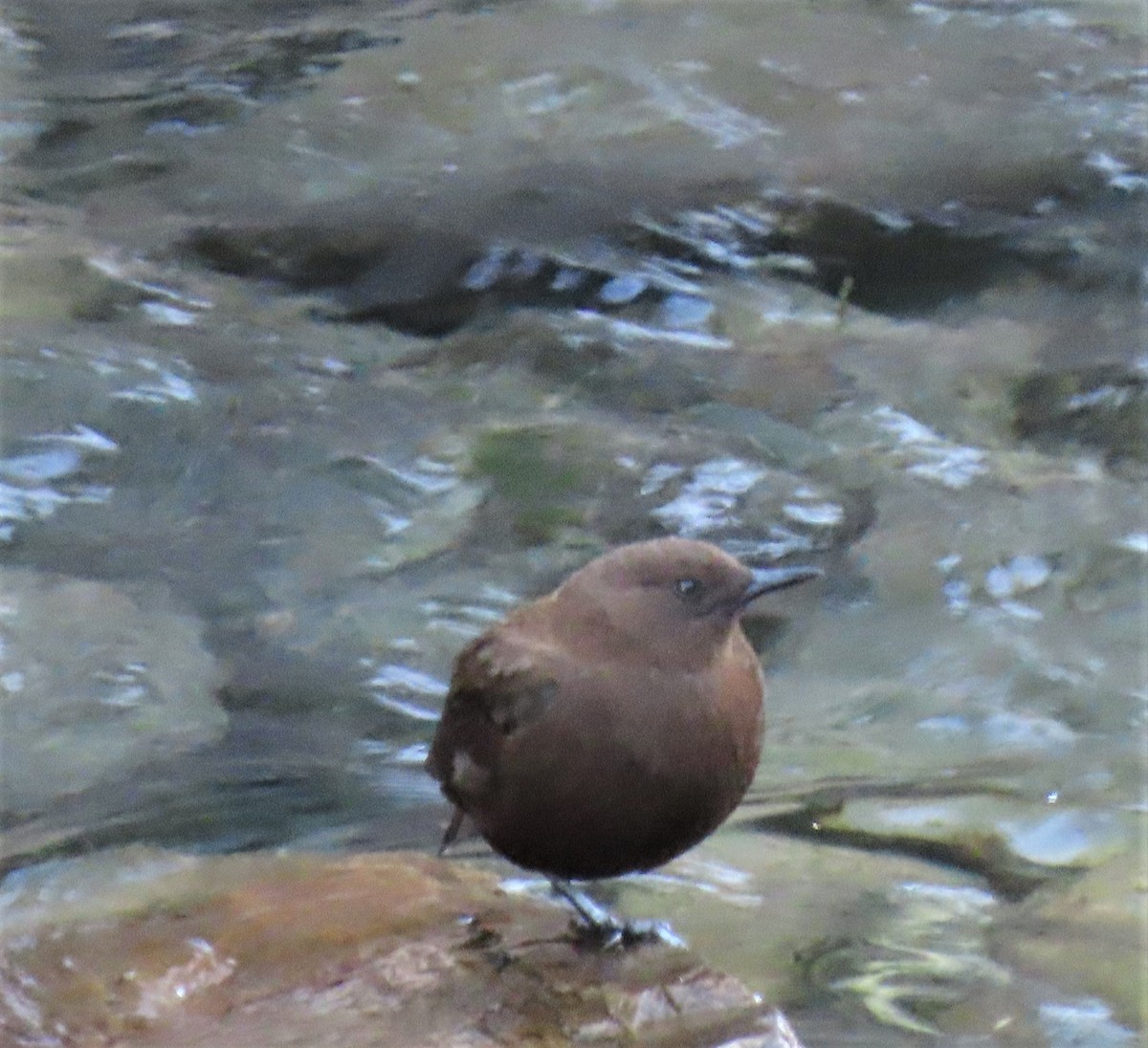 Brown Dipper - ML199692411