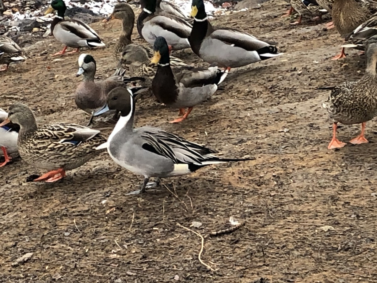 Шовтгор алаг нугас - ML199692481