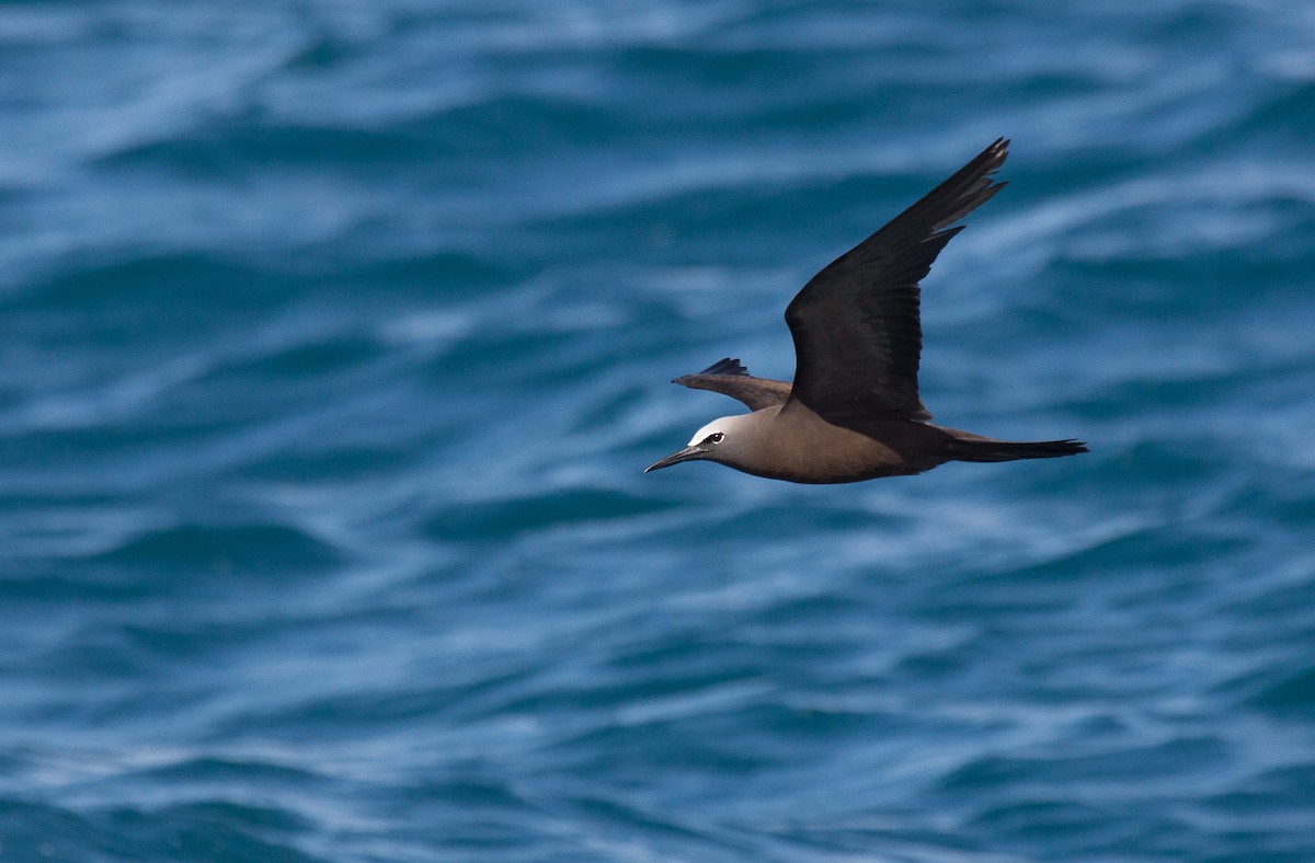 Brown Noddy - ML199692771