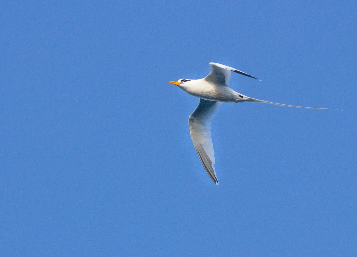 White-tailed Tropicbird - ML199692791