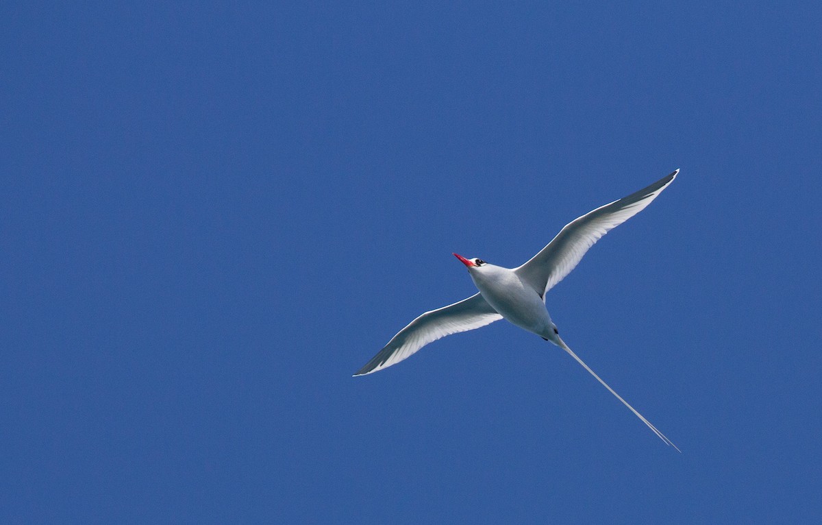 Red-billed Tropicbird - ML199692801