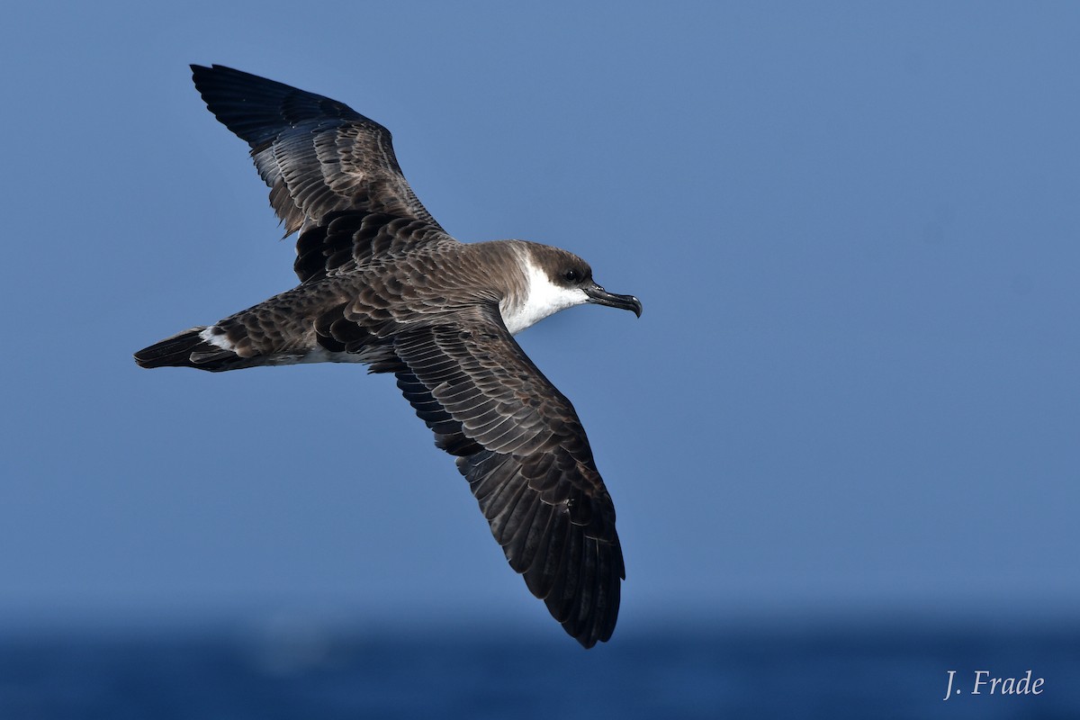 Great Shearwater - José Frade
