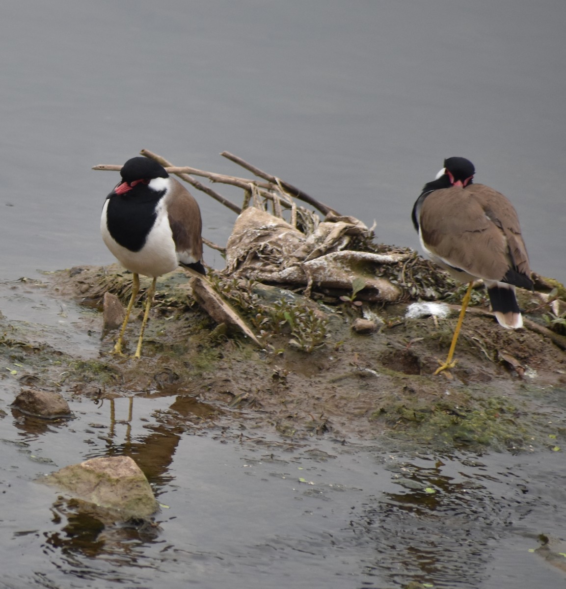 Red-wattled Lapwing - Raju Soni