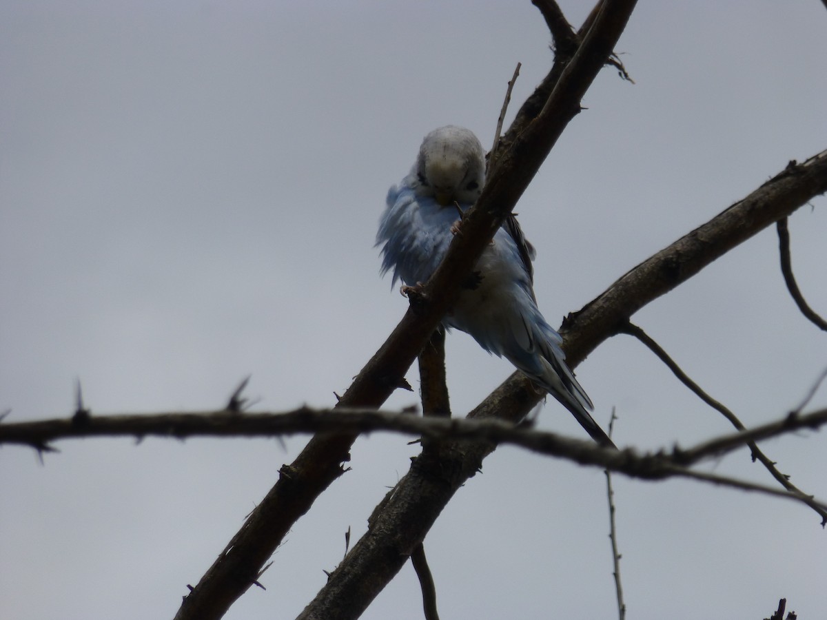 Budgerigar (Domestic type) - ML199697421