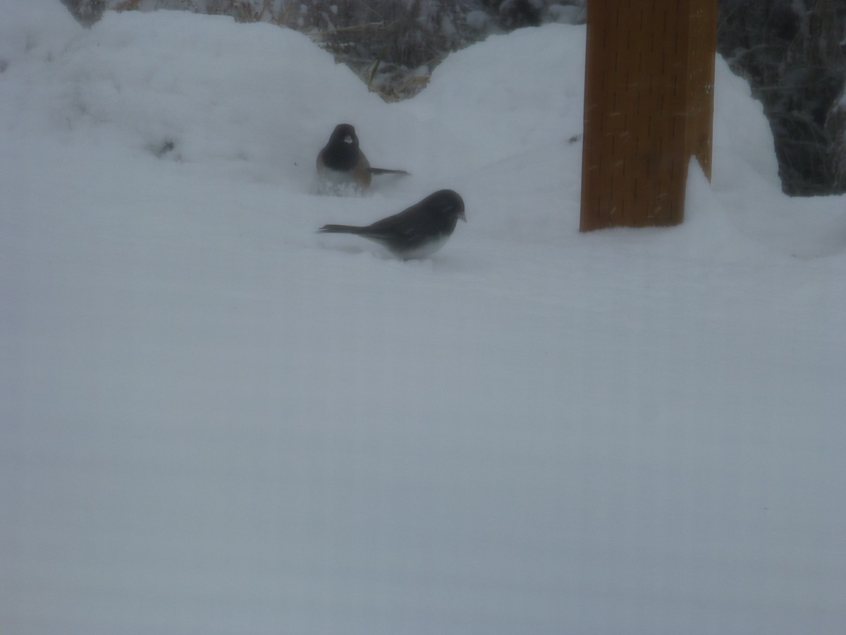 Dark-eyed Junco (cismontanus) - ML199700081