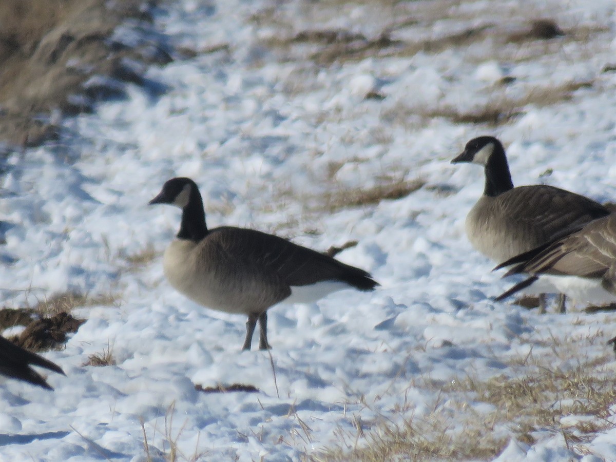 Cackling Goose - Bob Hargis