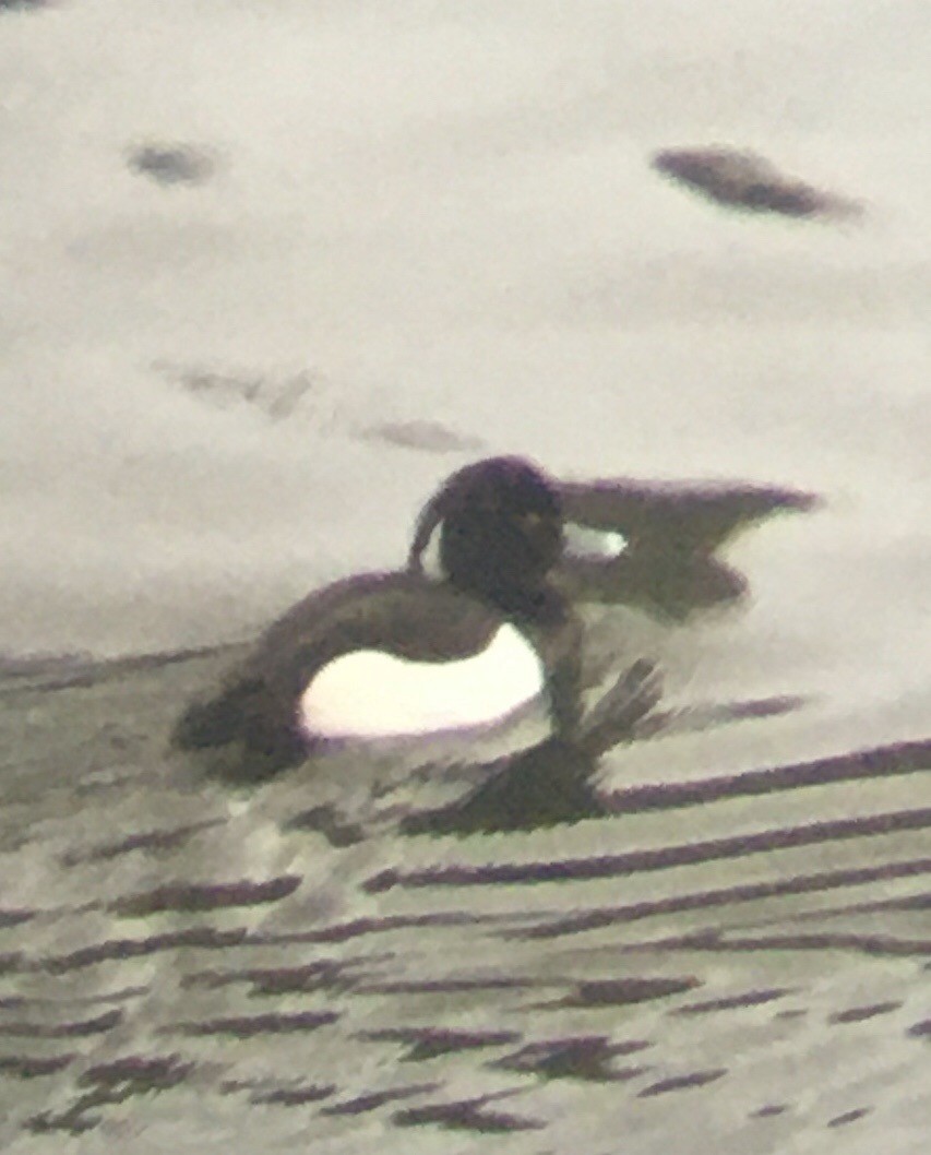 Tufted Duck - ML199700461