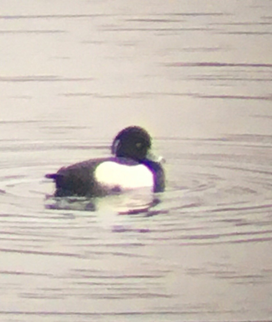 Tufted Duck - ML199700471
