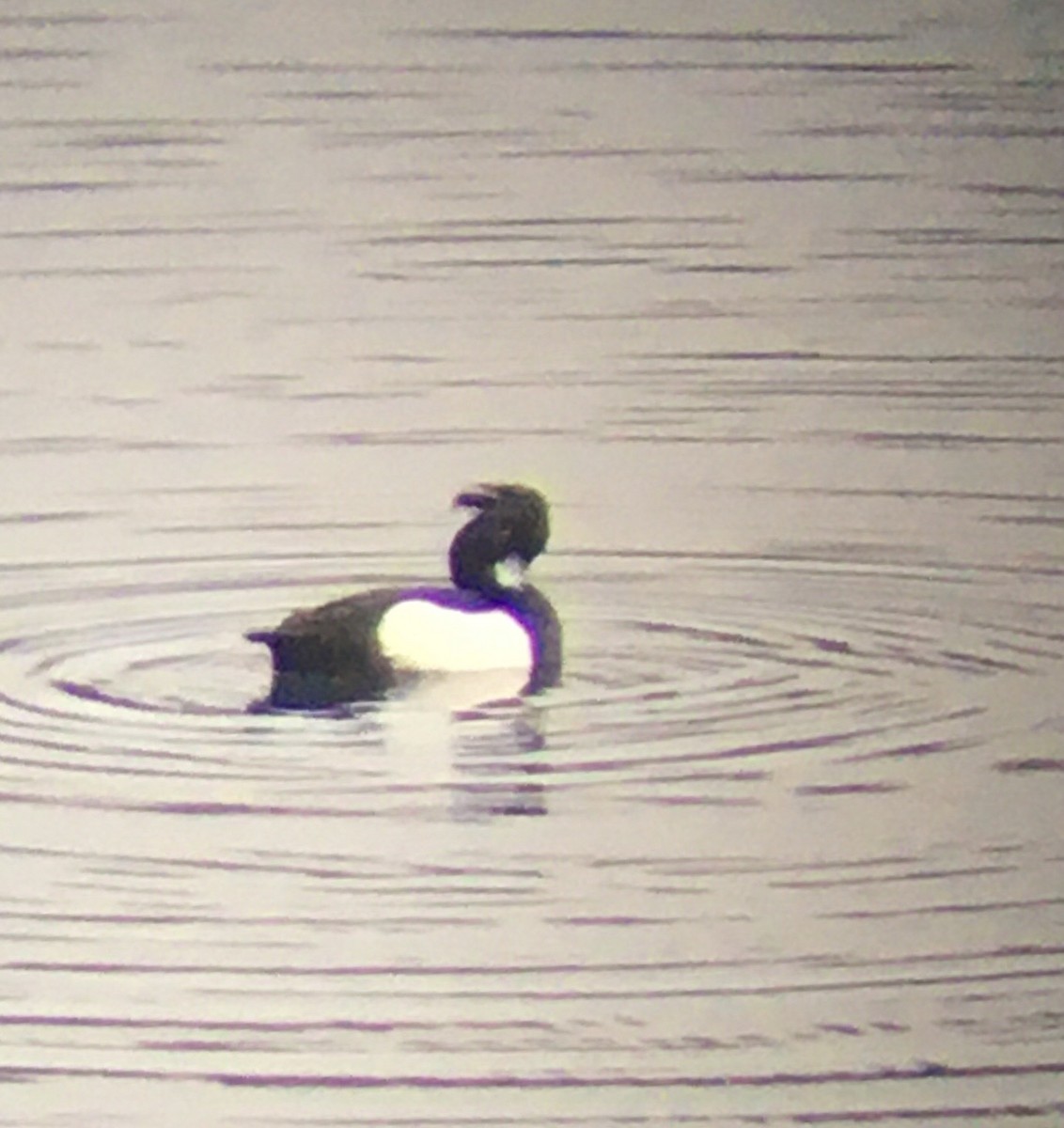 Tufted Duck - ML199700481