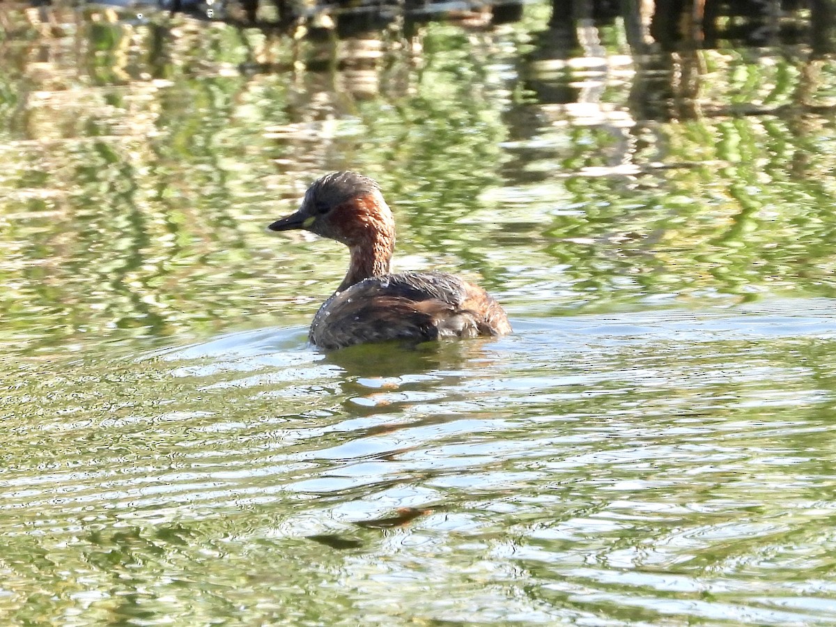 Little Grebe - ML199700831