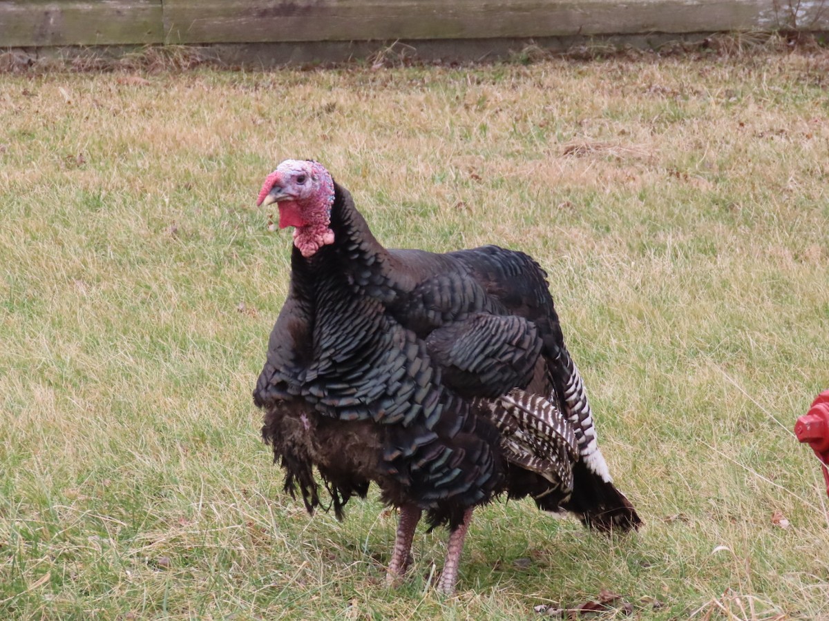 Wild Turkey - ML199701241