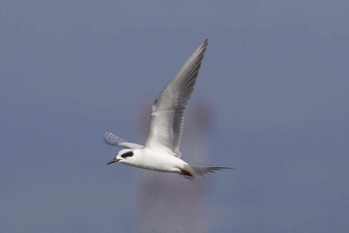 Forster's Tern - ML199701471