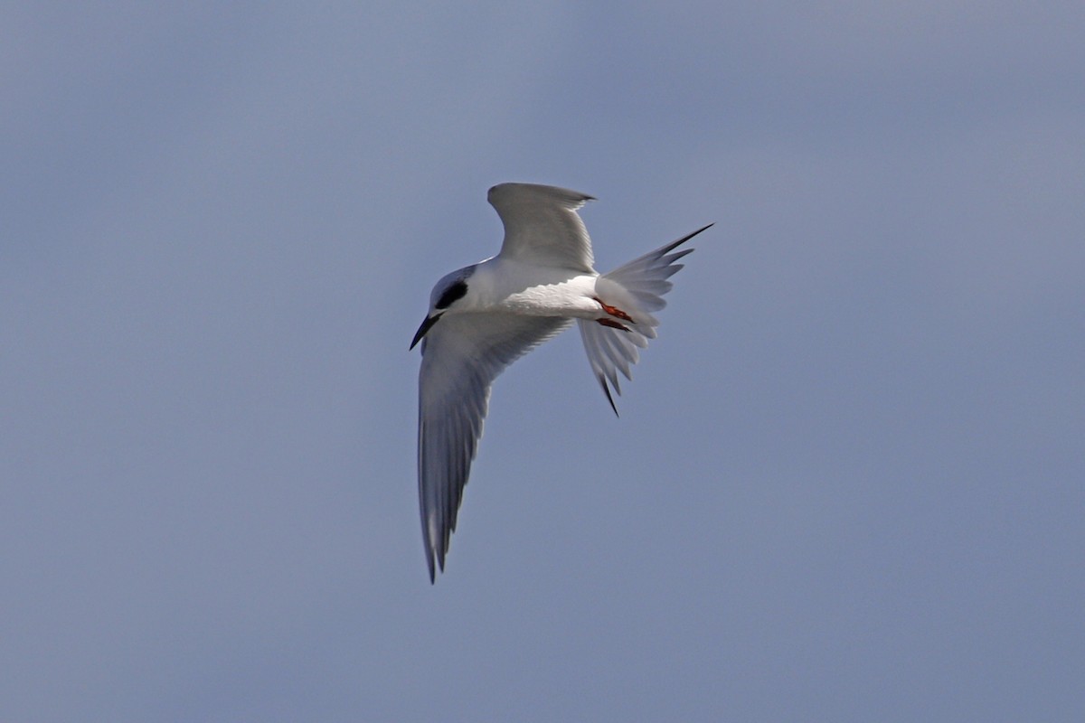 Forster's Tern - ML199701481