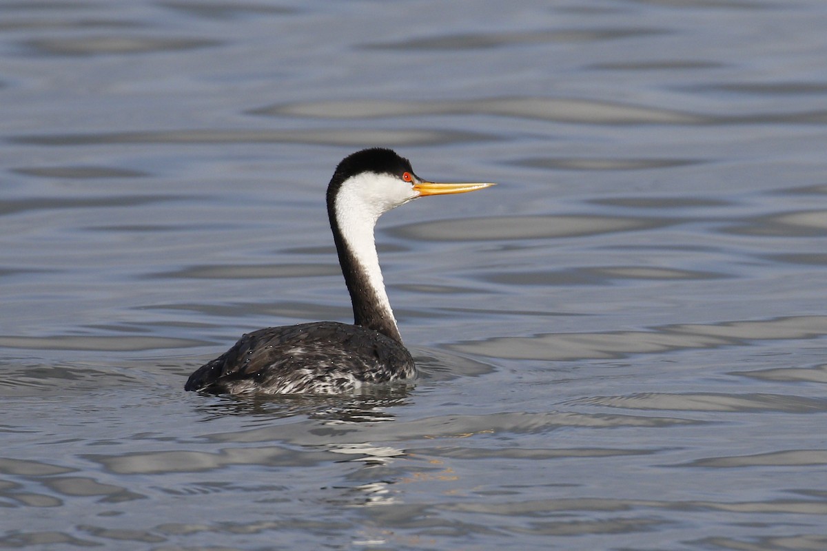 Clark's Grebe - ML199701631