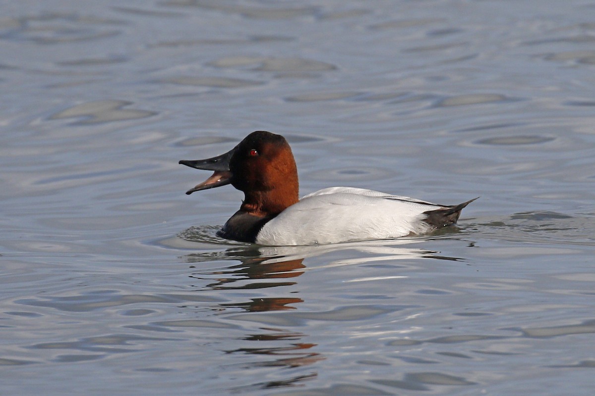 Canvasback - ML199701721