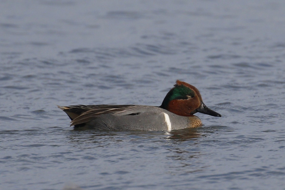 čírka obecná (ssp. carolinensis) - ML199701731