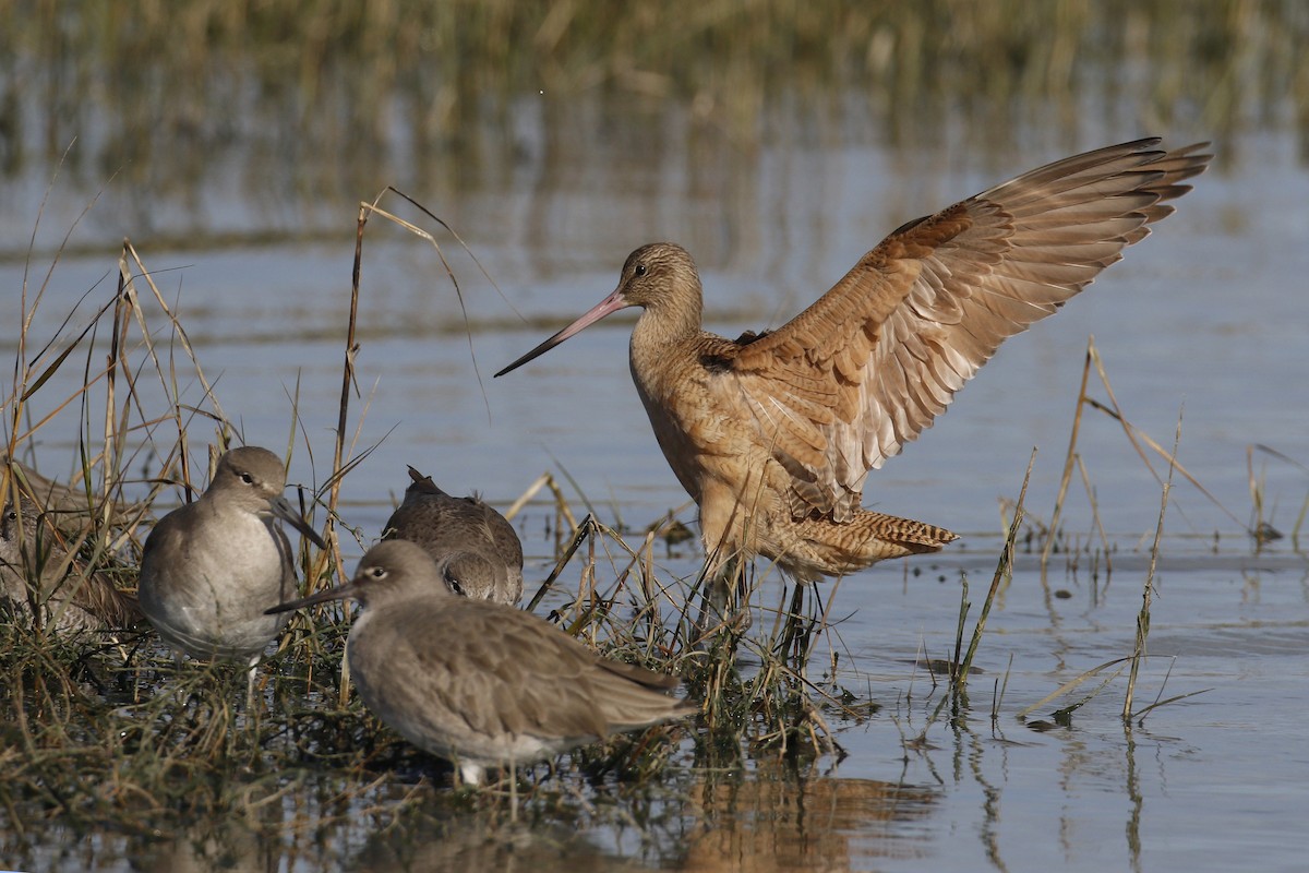 Marbled Godwit - ML199701801