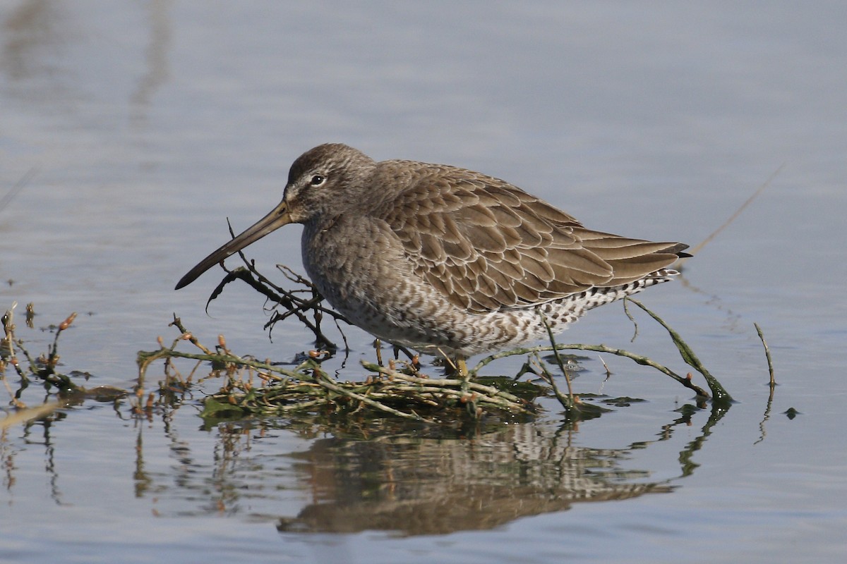 Short-billed Dowitcher - ML199701891