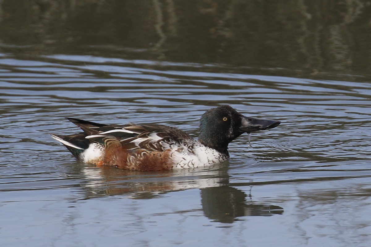 Northern Shoveler - ML199702171