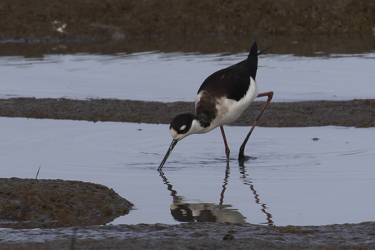 Black-necked Stilt - ML199702191