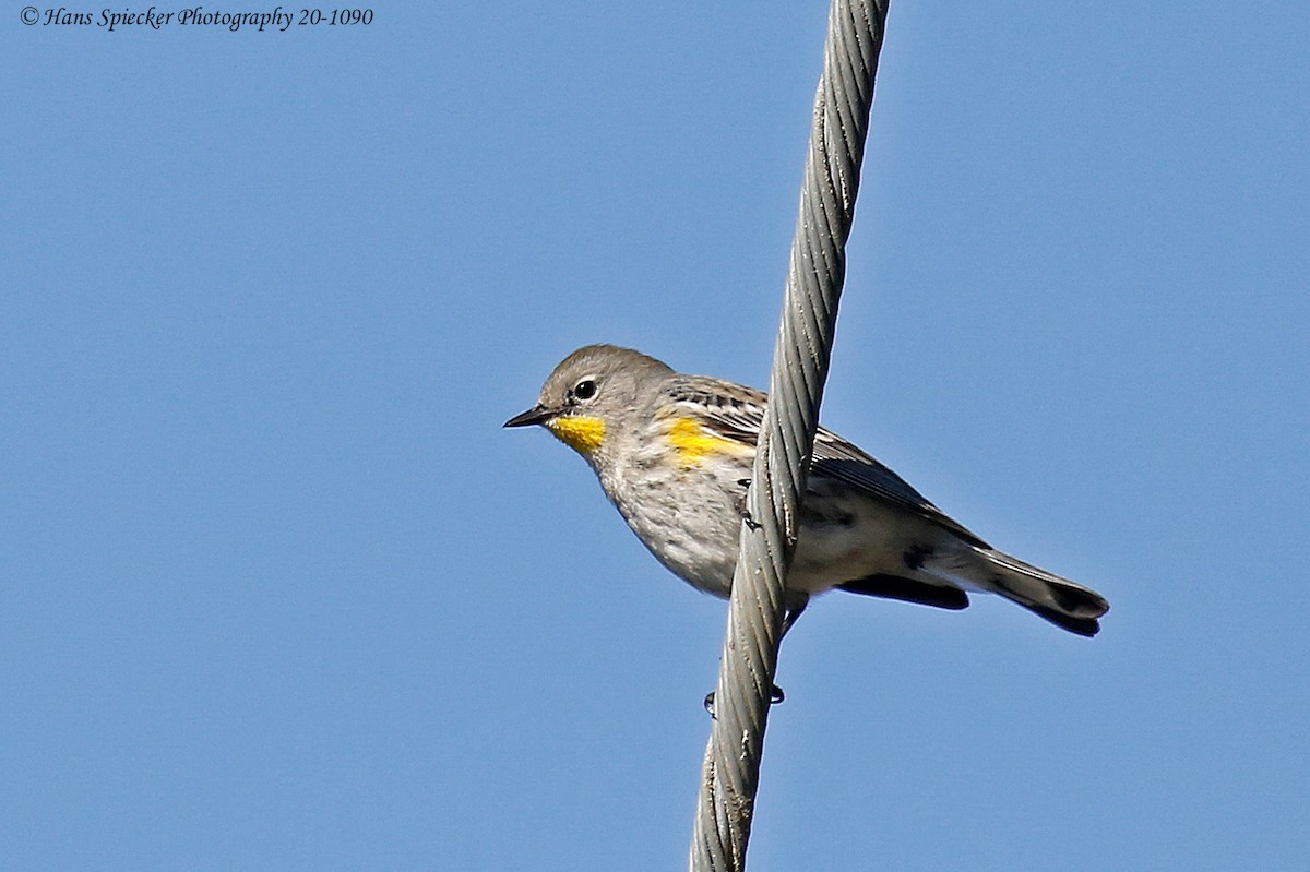 Yellow-rumped Warbler - ML199702201