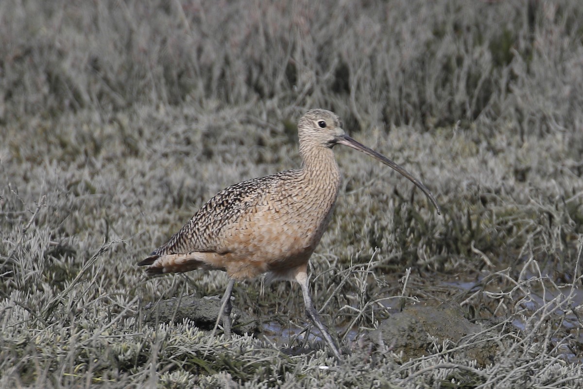 Long-billed Curlew - Donna Pomeroy