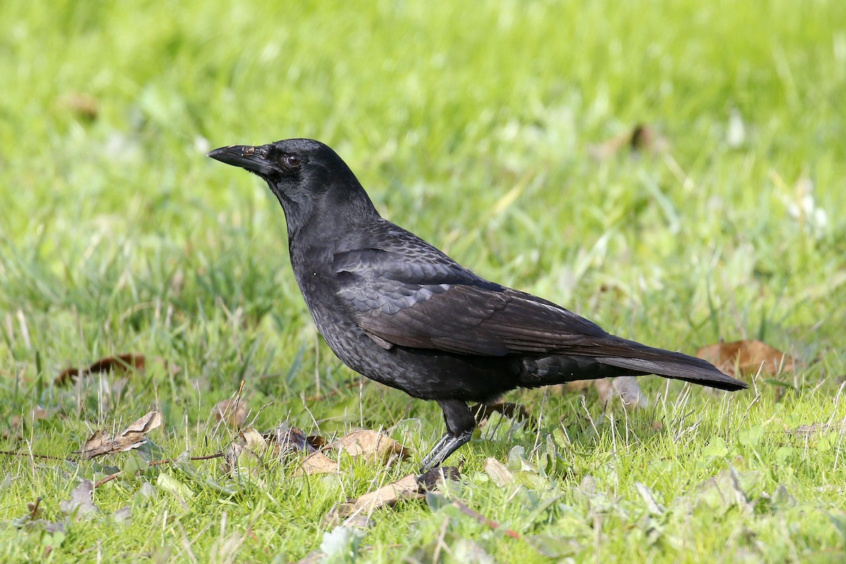 American Crow - ML199702281