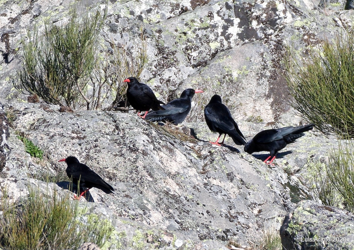 Red-billed Chough - ML199702371